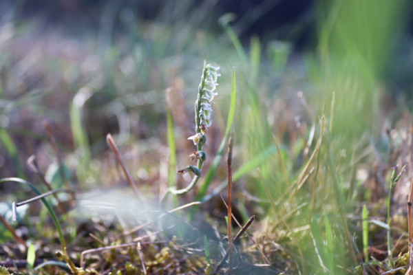 #Environnement | La Spiranthe d’automne, une orchidée sauvage discrète